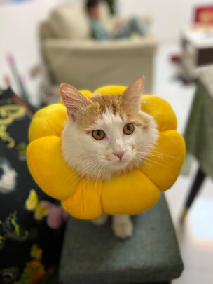 猫项圈