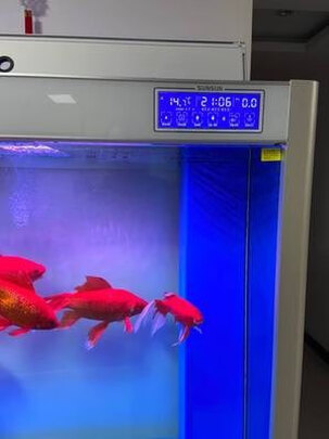 智能鱼缸