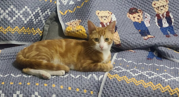 猫零食