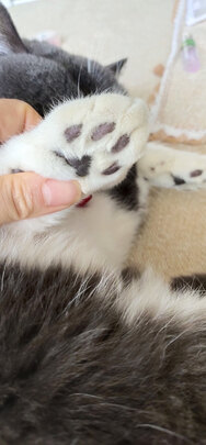 豆腐猫砂