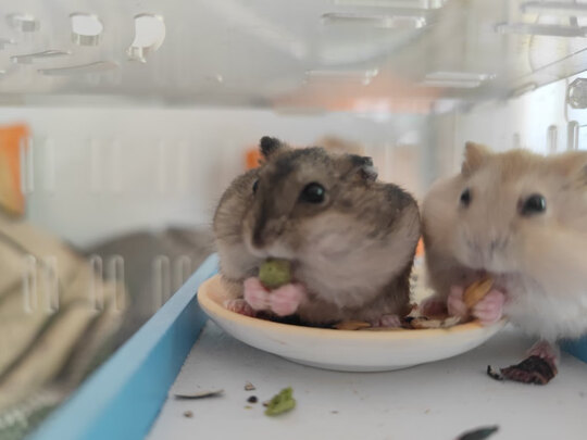 仓鼠粮食