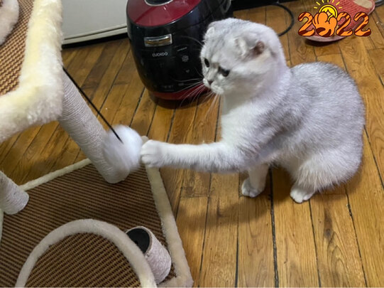 猫爬架