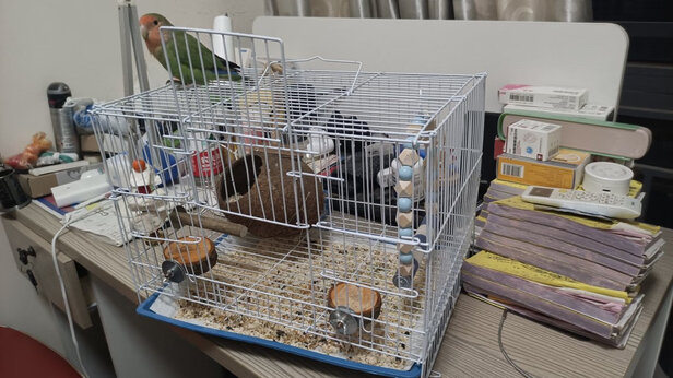 鸟笼