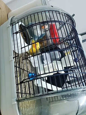 鸟笼