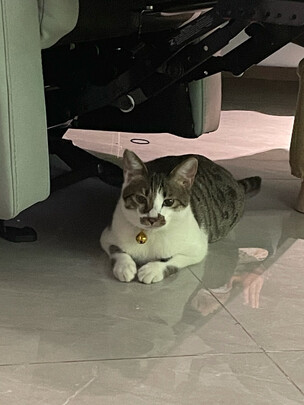 猫粮罐头