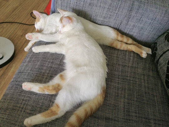 豆腐猫砂