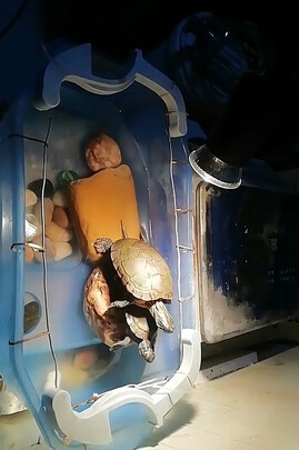 乌龟缸