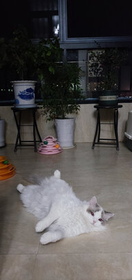 膨润土猫砂