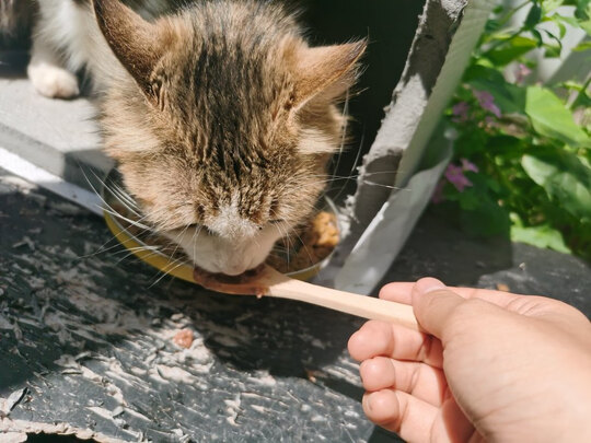 猫罐头