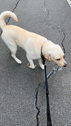 狗粮