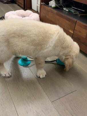 狗狗磨牙棒