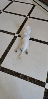 狗狗磨牙棒