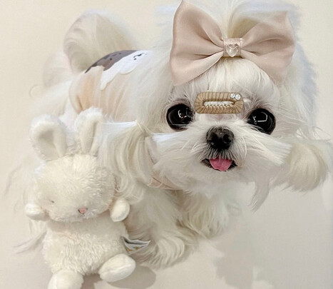 狗粮