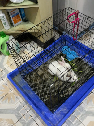 狗笼