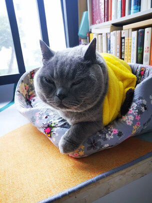 猫粮