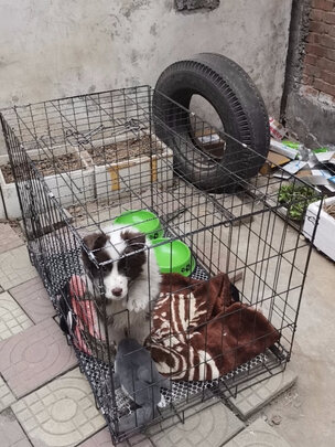  狗笼