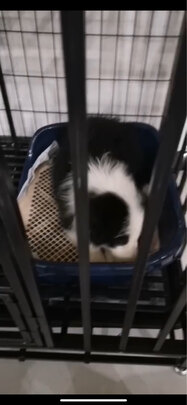 狗厕所