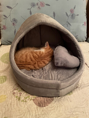 猫窝