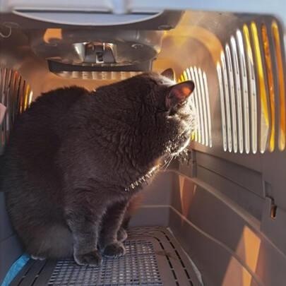 宠物航空箱