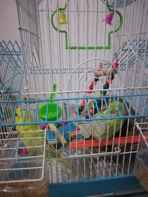 鸟粮