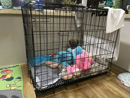  狗笼
