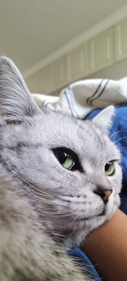 猫砂盆