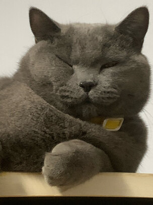 猫条猫零食