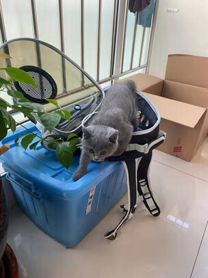 猫包