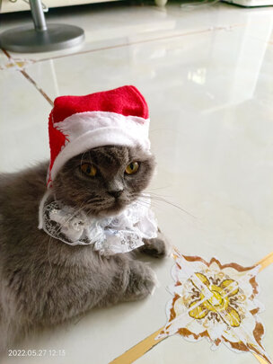 猫粮