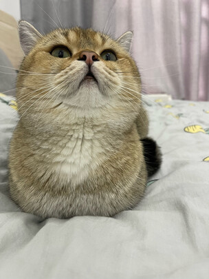 逗猫棒
