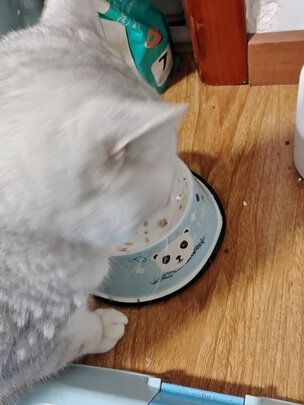 猫罐头