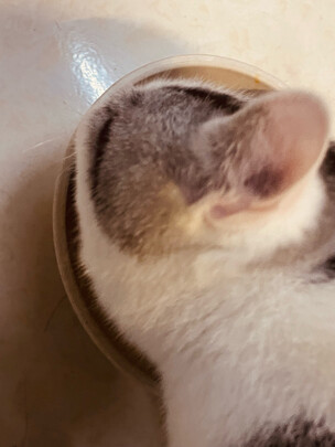 猫粮罐头