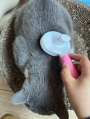 猫狗梳子