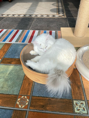 猫抓板