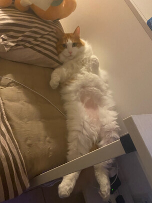 猫粮罐头