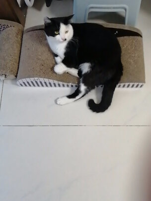 猫窝