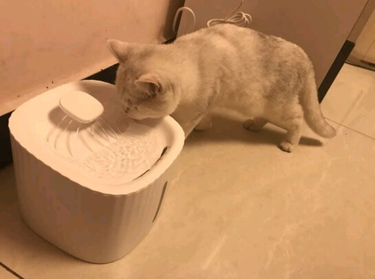 宠物饮水机