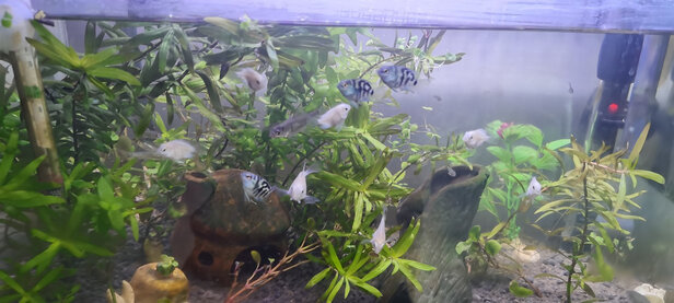 鱼缸净水剂