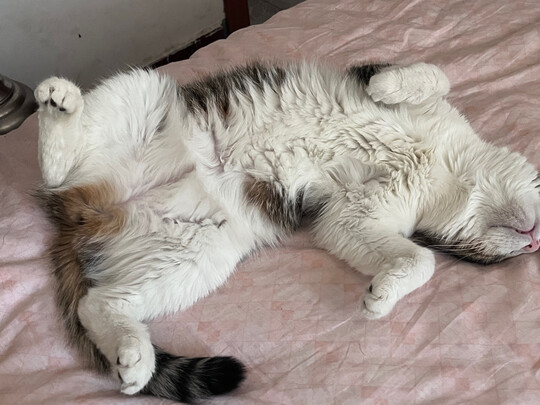 膨润土猫砂