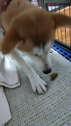狗狗磨牙棒