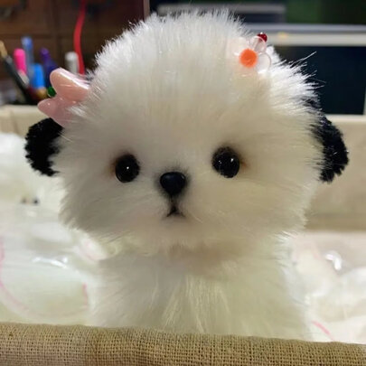 狗狗零食