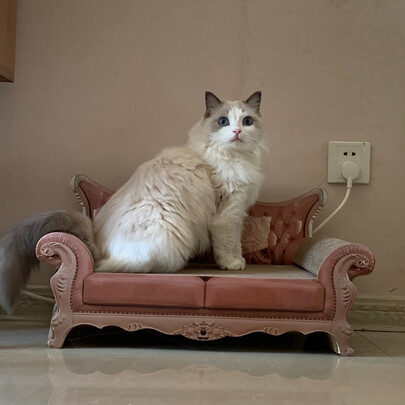 猫窝