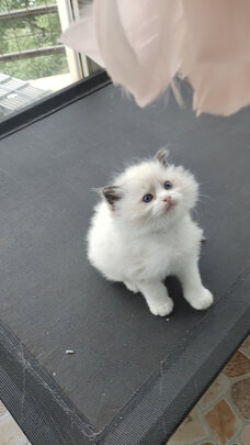 猫粮罐头