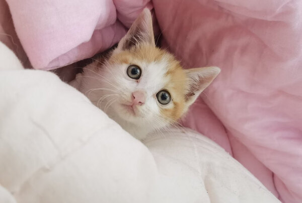 猫罐头