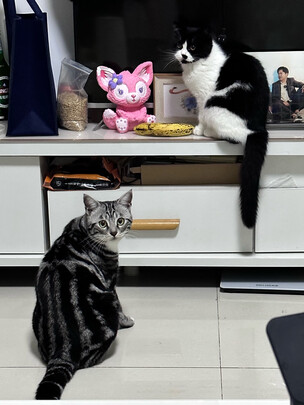 猫粮
