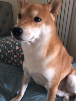 宠物护毛素