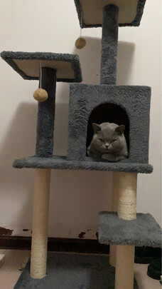 猫爬架