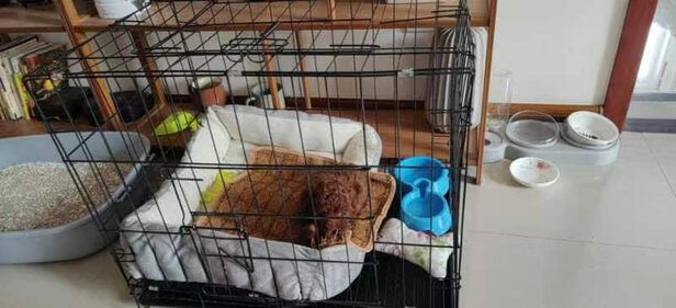 狗笼