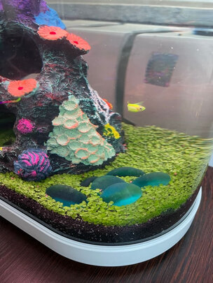 一:选购尼特利通用型3l粗粒水草泥建议