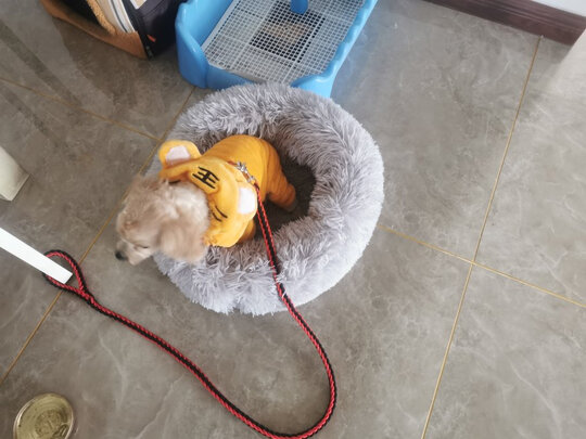 猫窝